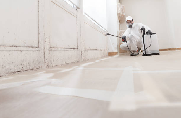 Black mold remediation team in Little Silver
